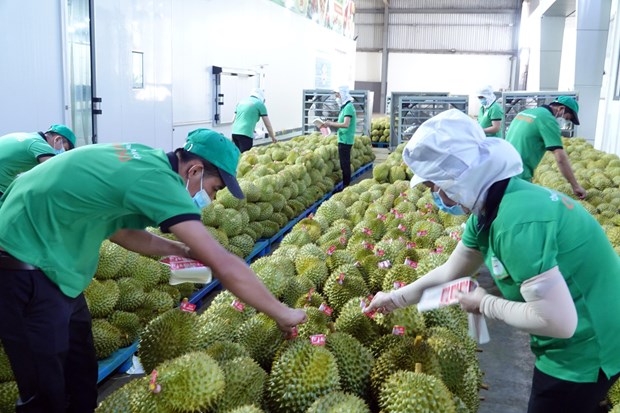 越南農產品企業為迎來中國市場重新開放帶來的機遇做好準備