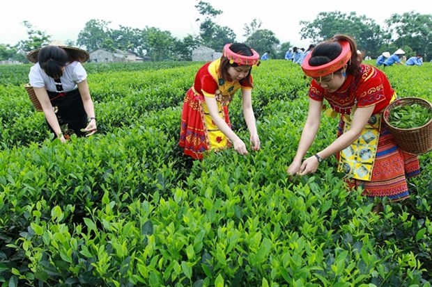 美國增加對越南的茶葉進口力度