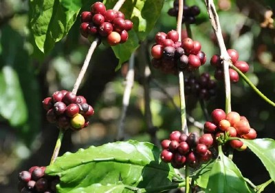中國增加從越南咖啡進口量